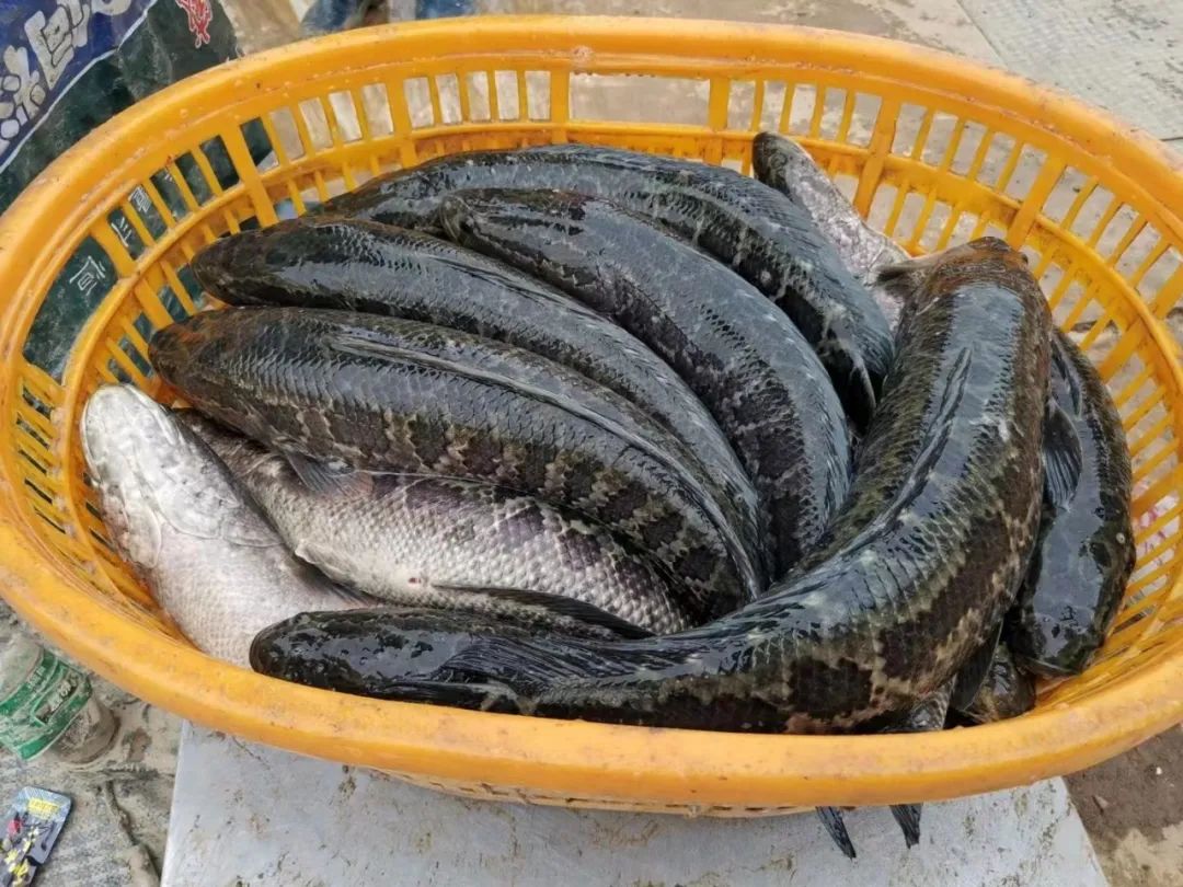 黑鱼价格揭秘，市场波动背后的多元解读