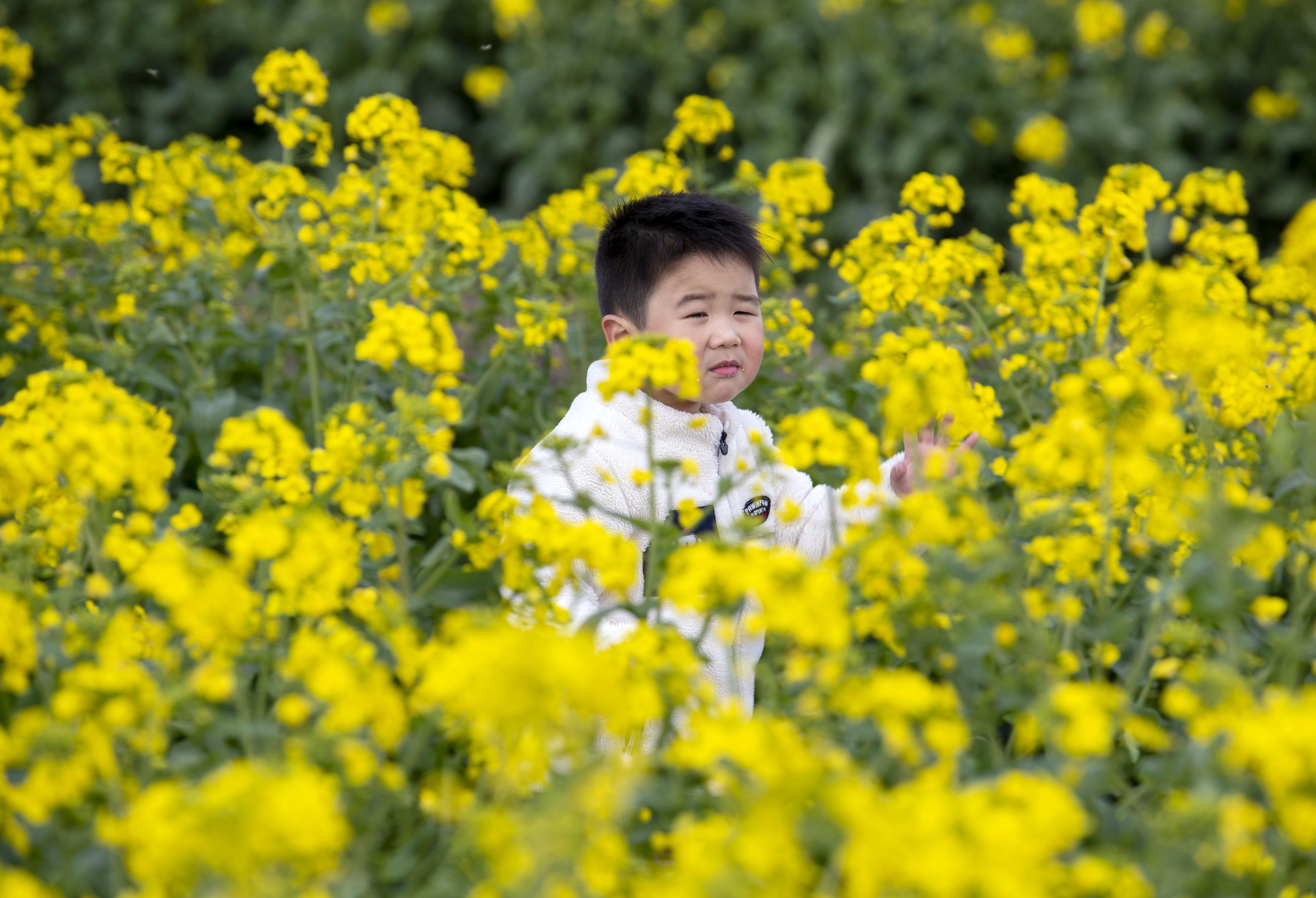 江苏花菜价格最新行情深度解析