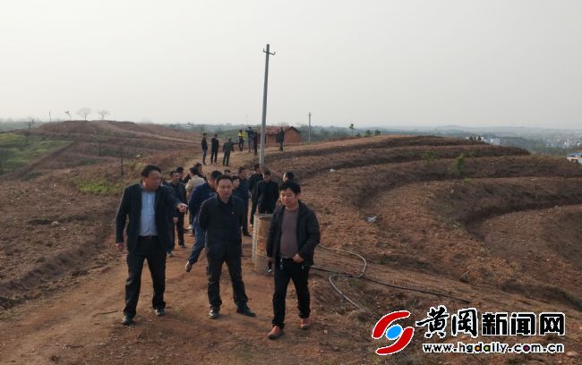 湖北麻城白果最新动态报道，探寻白果产业的最新发展资讯